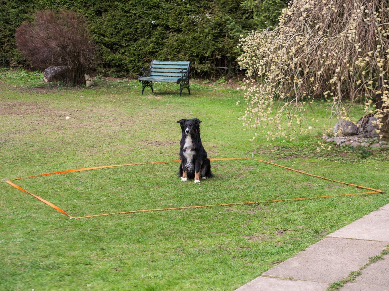 lemodo-nativ-obedience-set-trainings-set-fur-hunde-agility-hundesport image 7
