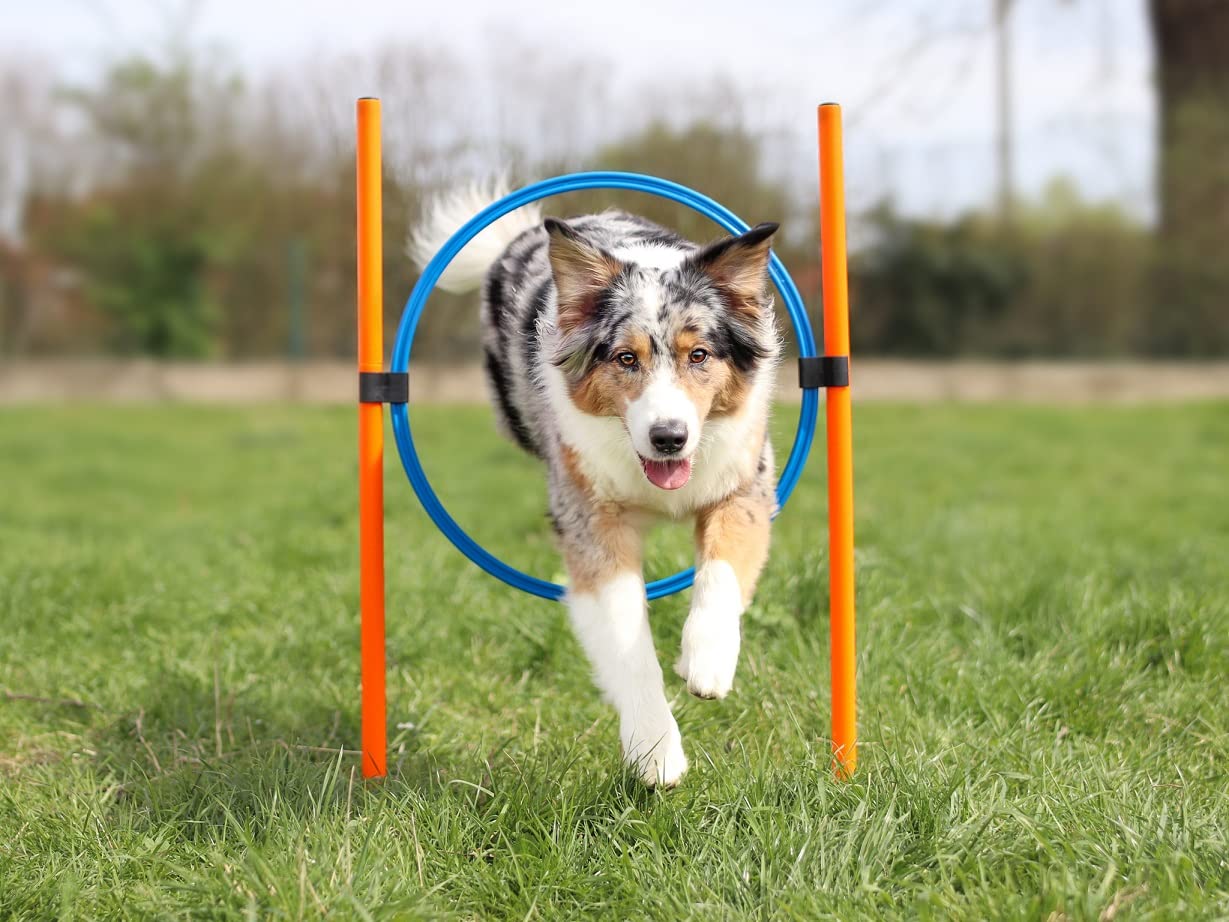 lemodo-agility-set-hundetraining-h-rde-tunnel-sprungring image 5
