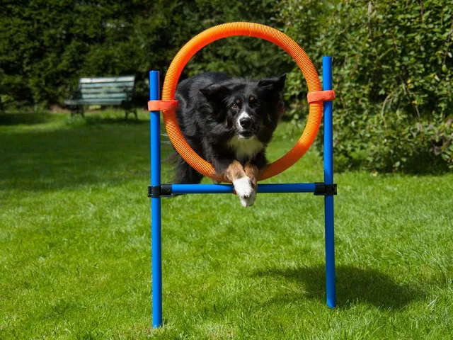 lemodo-sprungring-orange-blau-mit-tragetasche-agility-training-f-r-hunde image 1