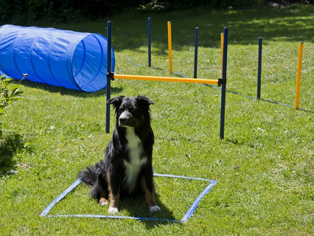 lemodo-hundetrainings-set-agility-starter-set-mit-tunnel-stangen-und-h-rde image 5