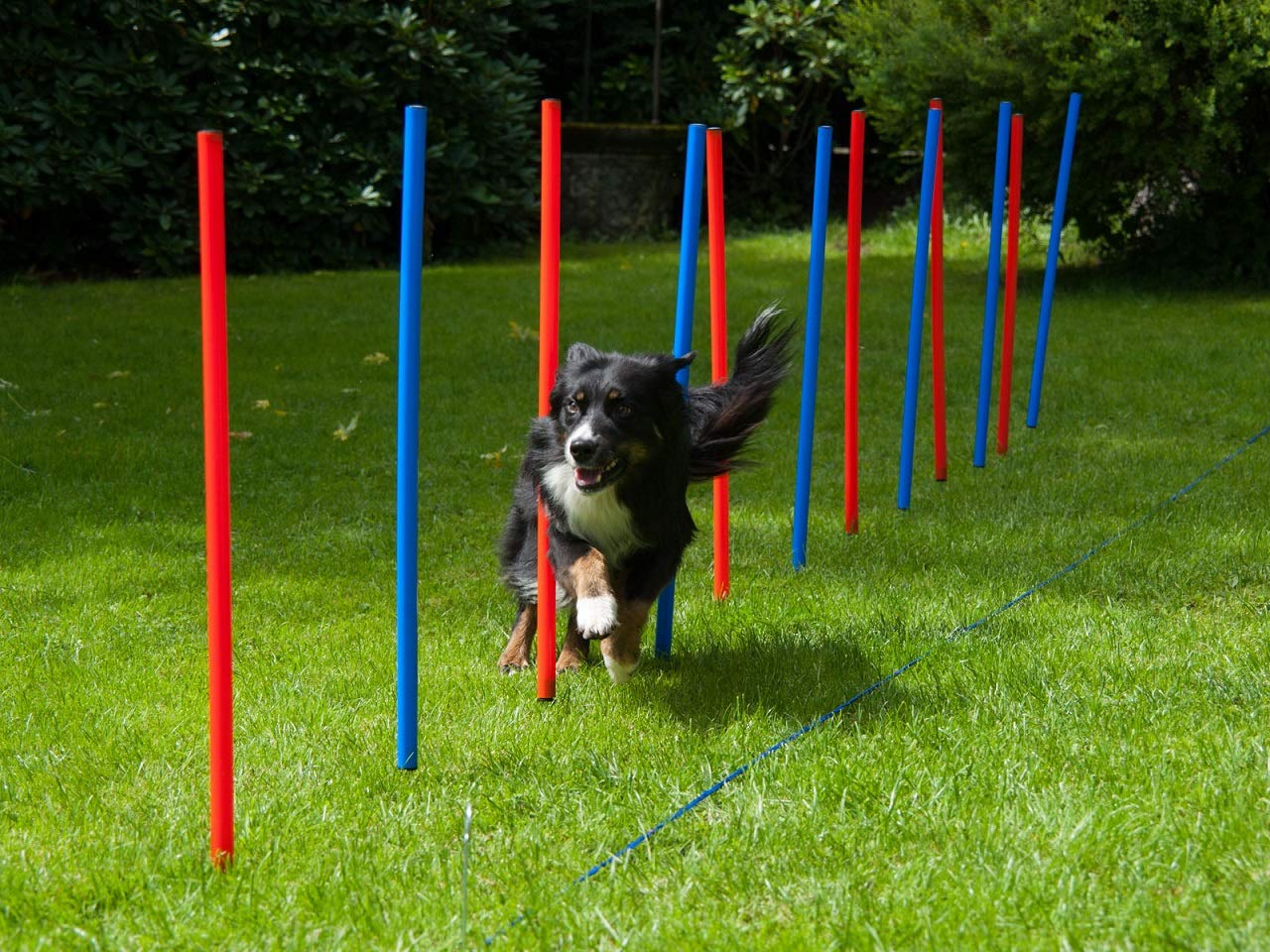 lemodo-agility-set-f-r-hunde-12-slalomstangen-mit-tragetasche image 1
