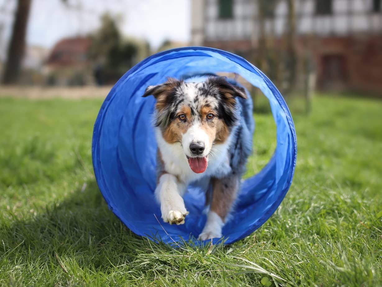 lemodo-agility-set-hundetraining-h-rde-tunnel-sprungring image 4