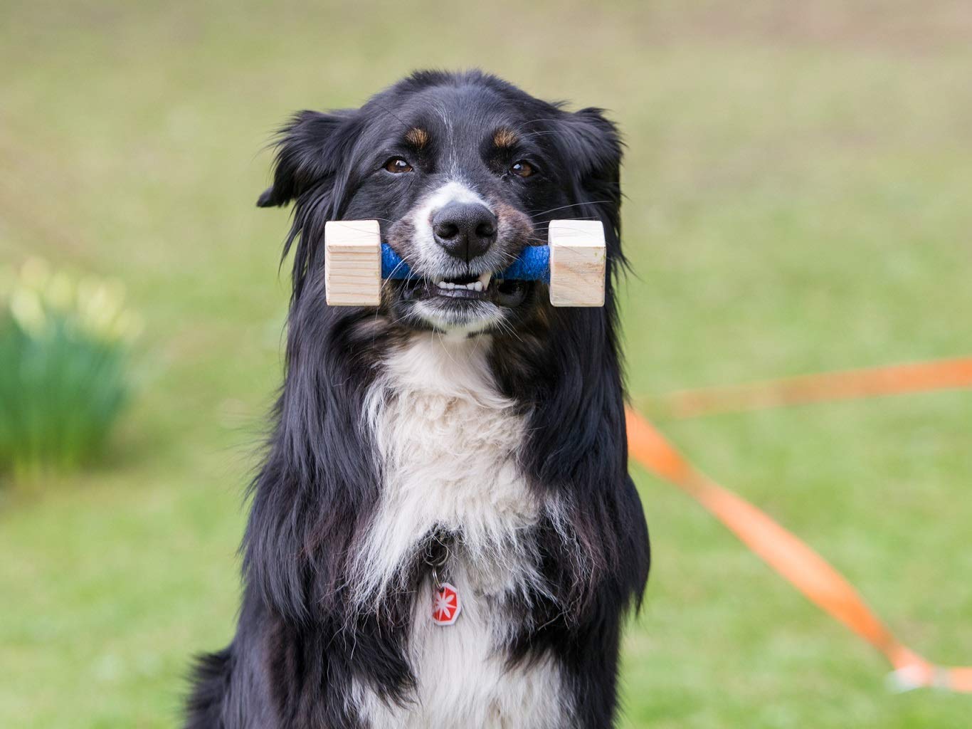 lemodo-nativ-obedience-set-trainings-set-fur-hunde-agility-hundesport image 6