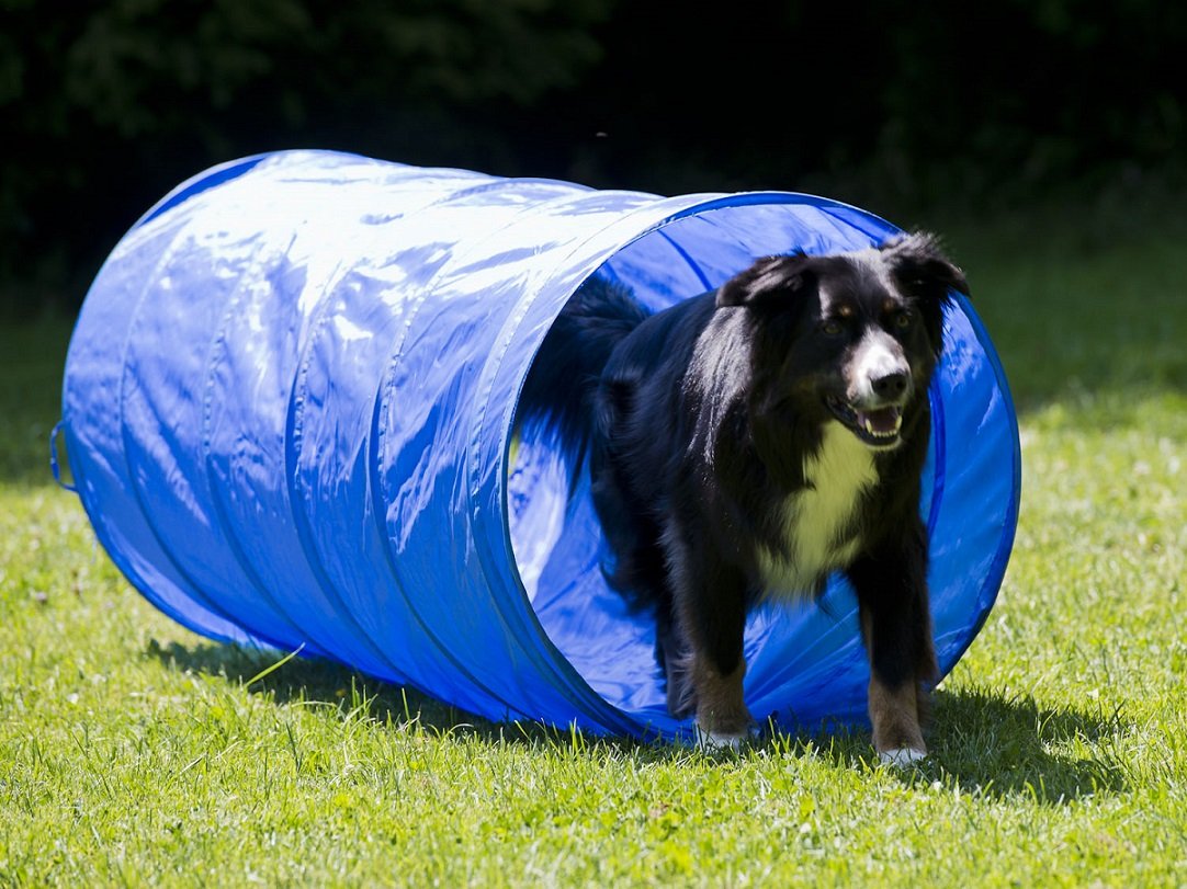 lemodo-hundetrainings-set-agility-starter-set-mit-tunnel-stangen-und-h-rde image 4