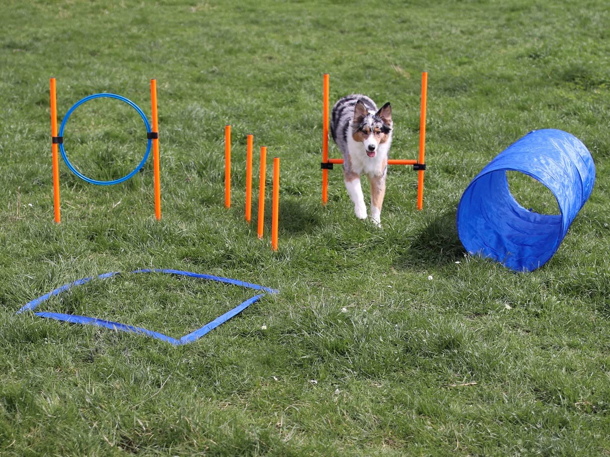 lemodo-agility-set-hundetraining-h-rde-tunnel-sprungring image 6