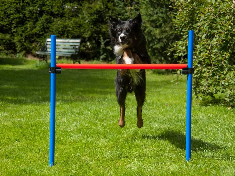 lemodo-agility-h-rde-rot-blau-h-henverstellbar-mit-tragetasche-hund image 1