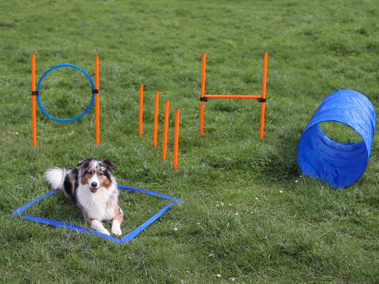 lemodo-agility-set-hundetraining-h-rde-tunnel-sprungring image 3