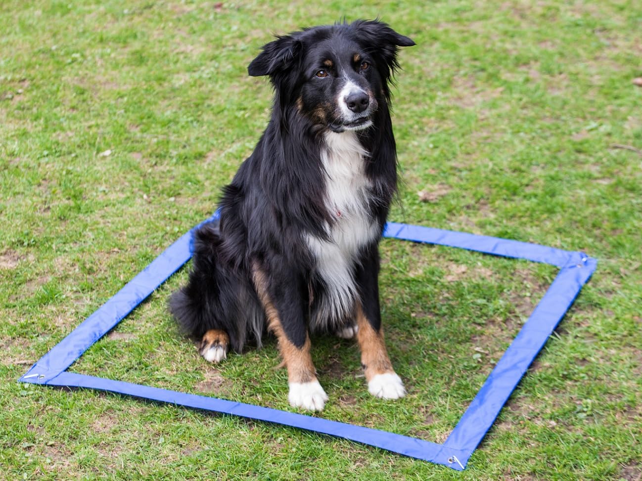 lemodo-agility-set-f-r-hunde-h-rden-und-stangen-set-hundetraining image 3