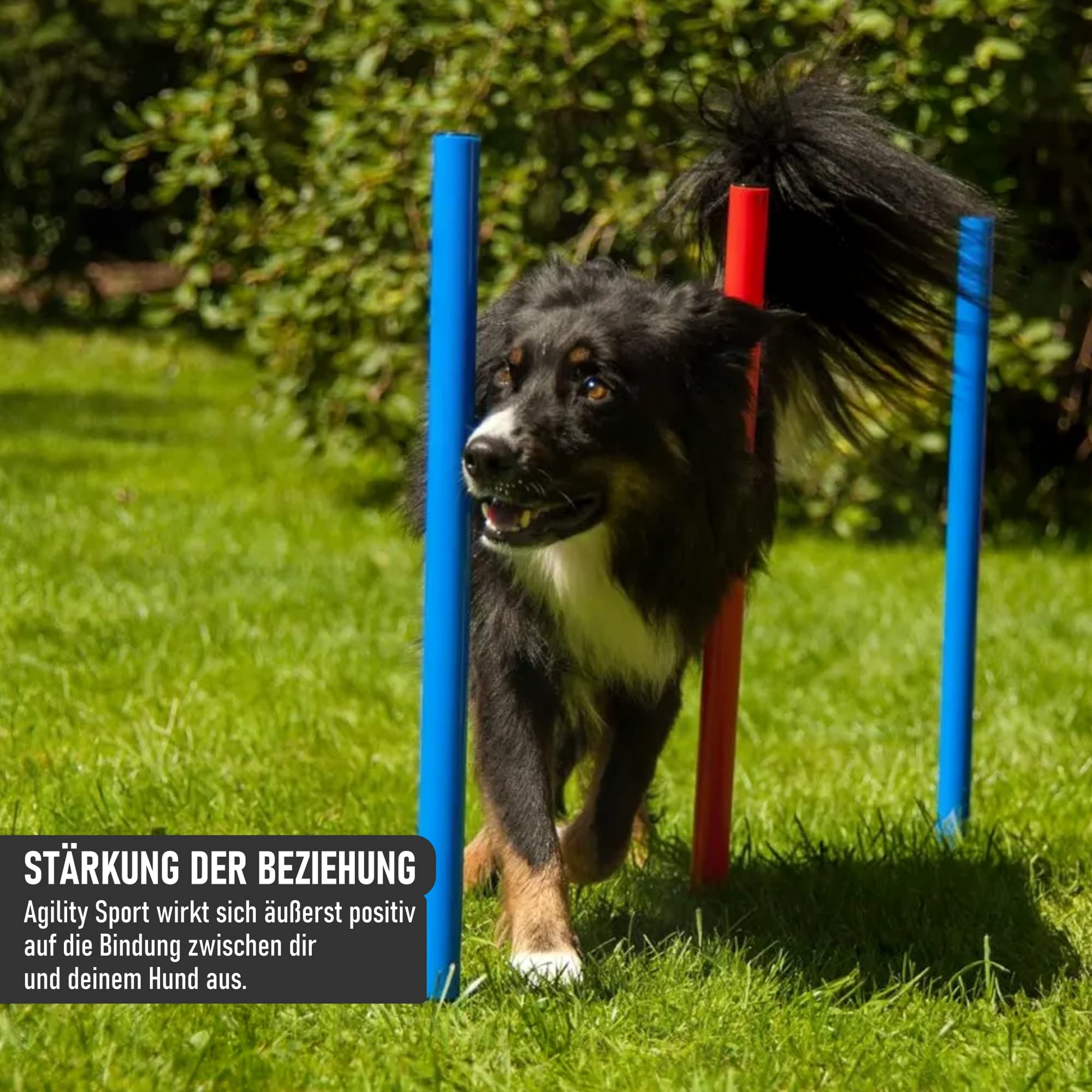 lemodo-nativ-agility-set-hunde-einsteiger-set-mit-h-rde-tunnel-und-sprungring image 5