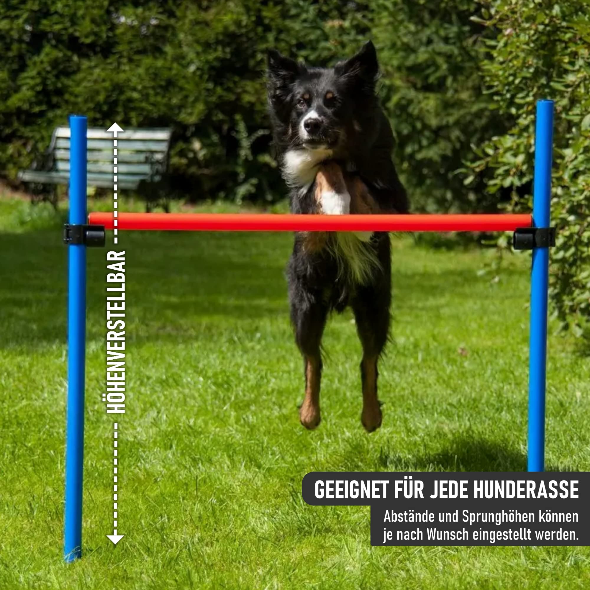 lemodo-nativ-agility-set-hunde-einsteiger-set-mit-h-rde-tunnel-und-sprungring image 6
