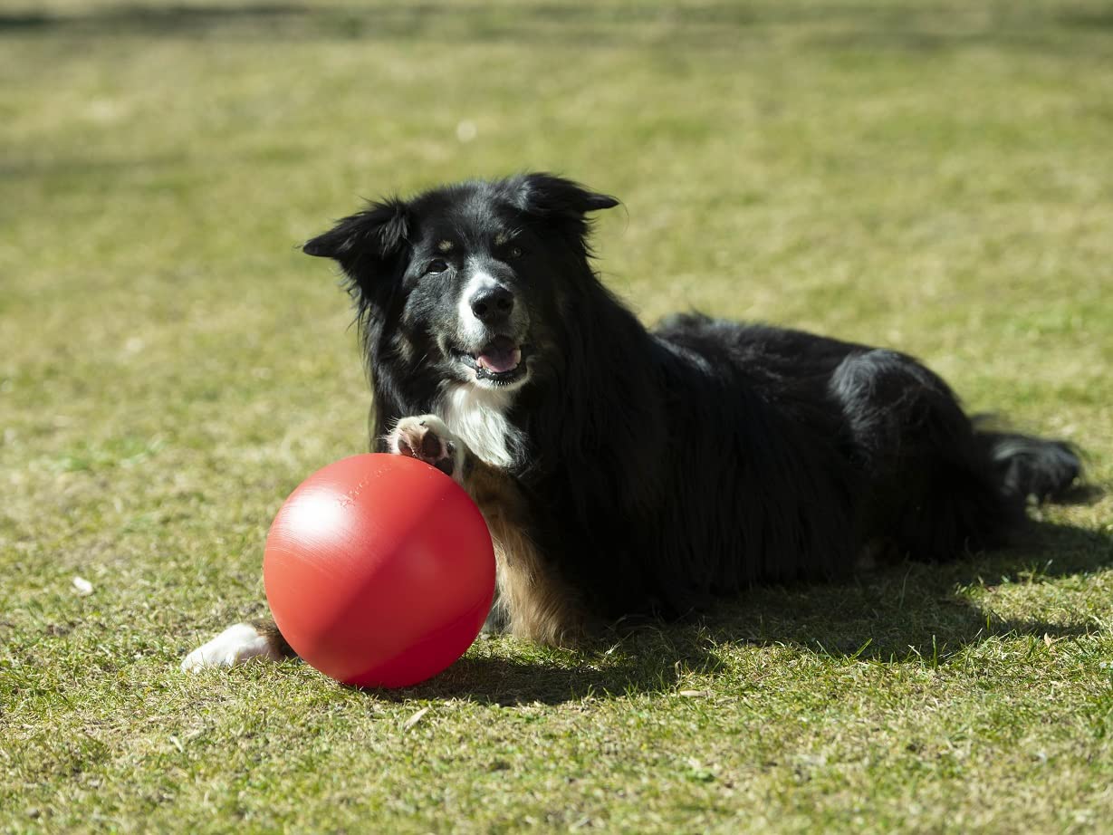 lemodo-nativ-golf-spielset-f-r-hunde-hundespielzeug-agility-set image 5