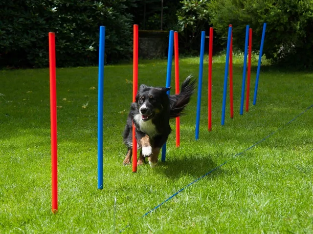 lemodo-agility-set-f-r-hunde-12-slalomstangen-mit-tragetasche image 1