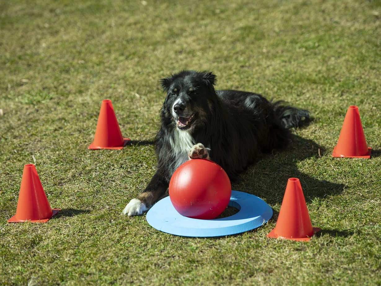lemodo-nativ-golf-spielset-f-r-hunde-hundespielzeug-agility-set image 3