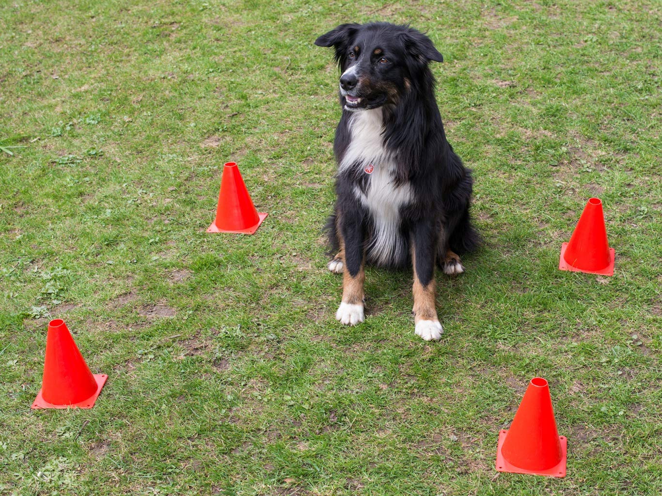 lemodo-nativ-obedience-set-trainings-set-fur-hunde-agility-hundesport image 5