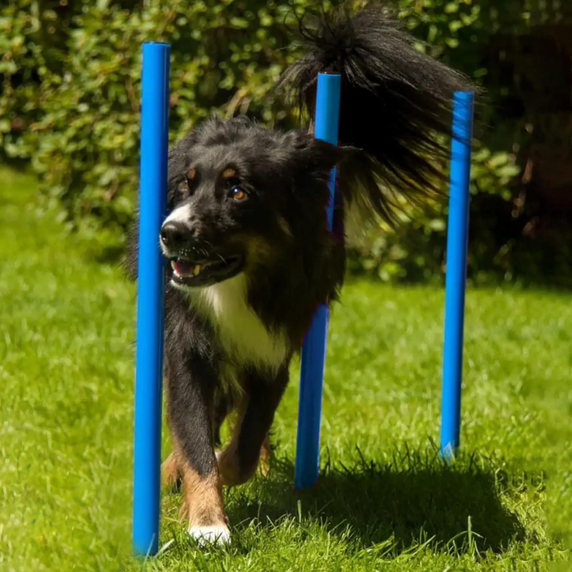 lemodo-agility-set-hundetraining-mit-tunnel-h-rden-slalomstangen image 7