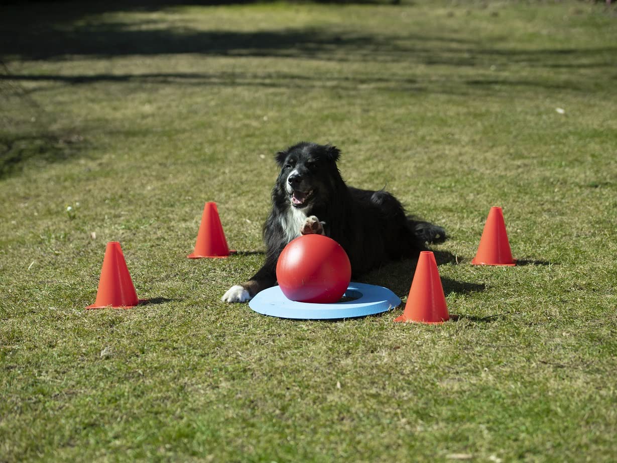 lemodo-nativ-golf-spielset-f-r-hunde-hundespielzeug-agility-set image 4