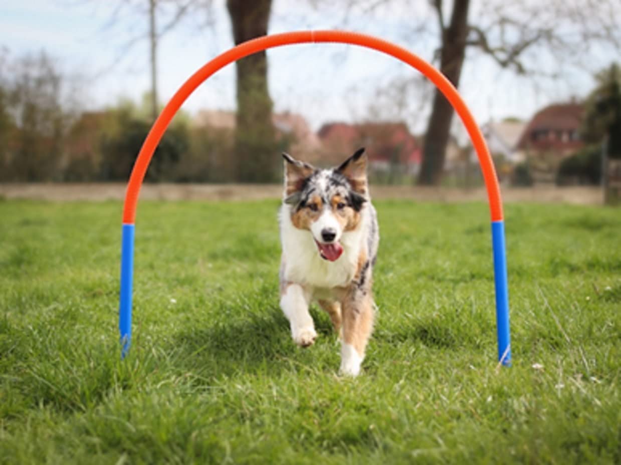 lemodo-hoopers-set-mit-4-b-gen-agility-set-mit-tasche image 3