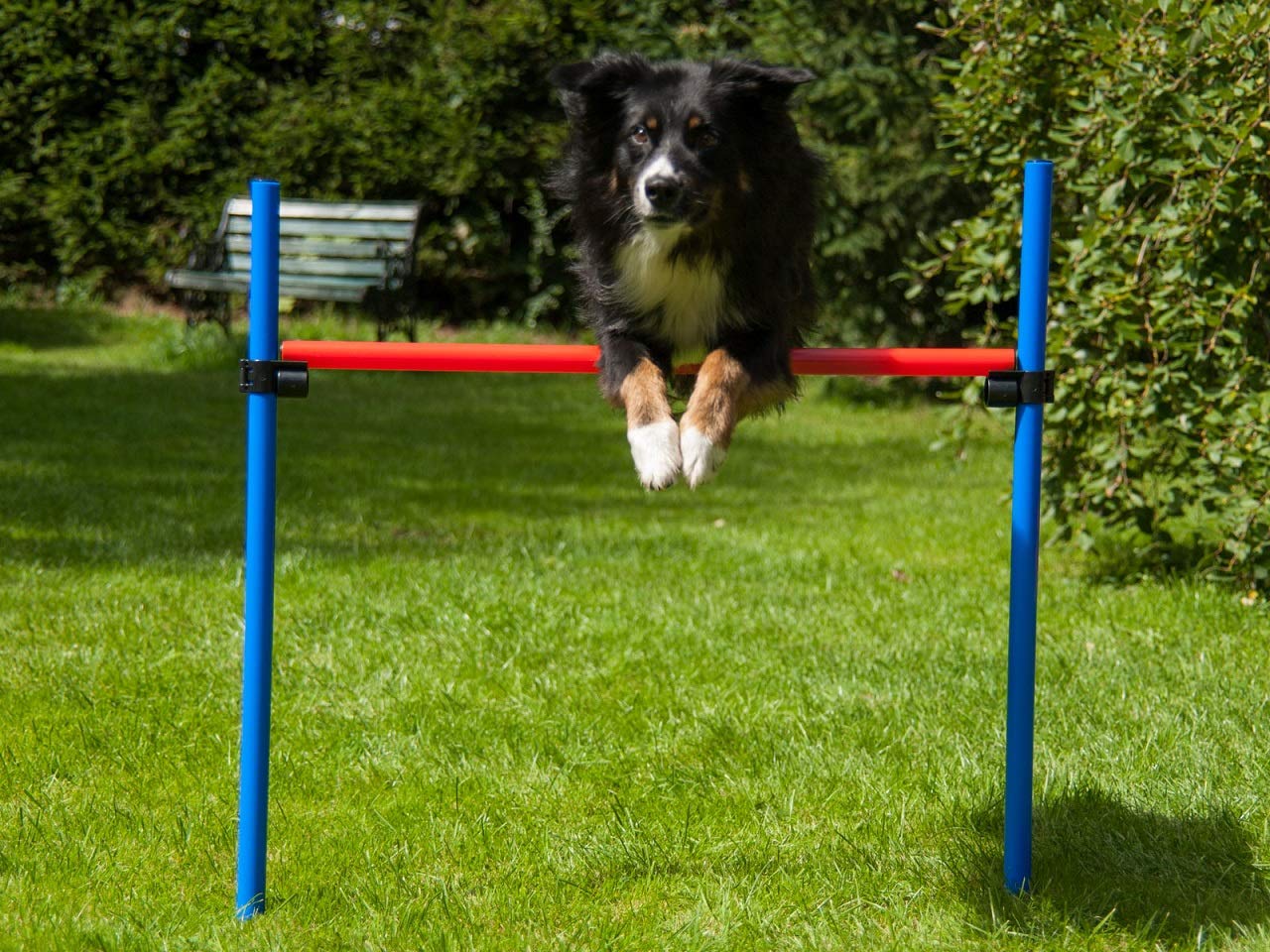 lemodo-agility-h-rde-rot-blau-h-henverstellbar-mit-tragetasche-hund image 2