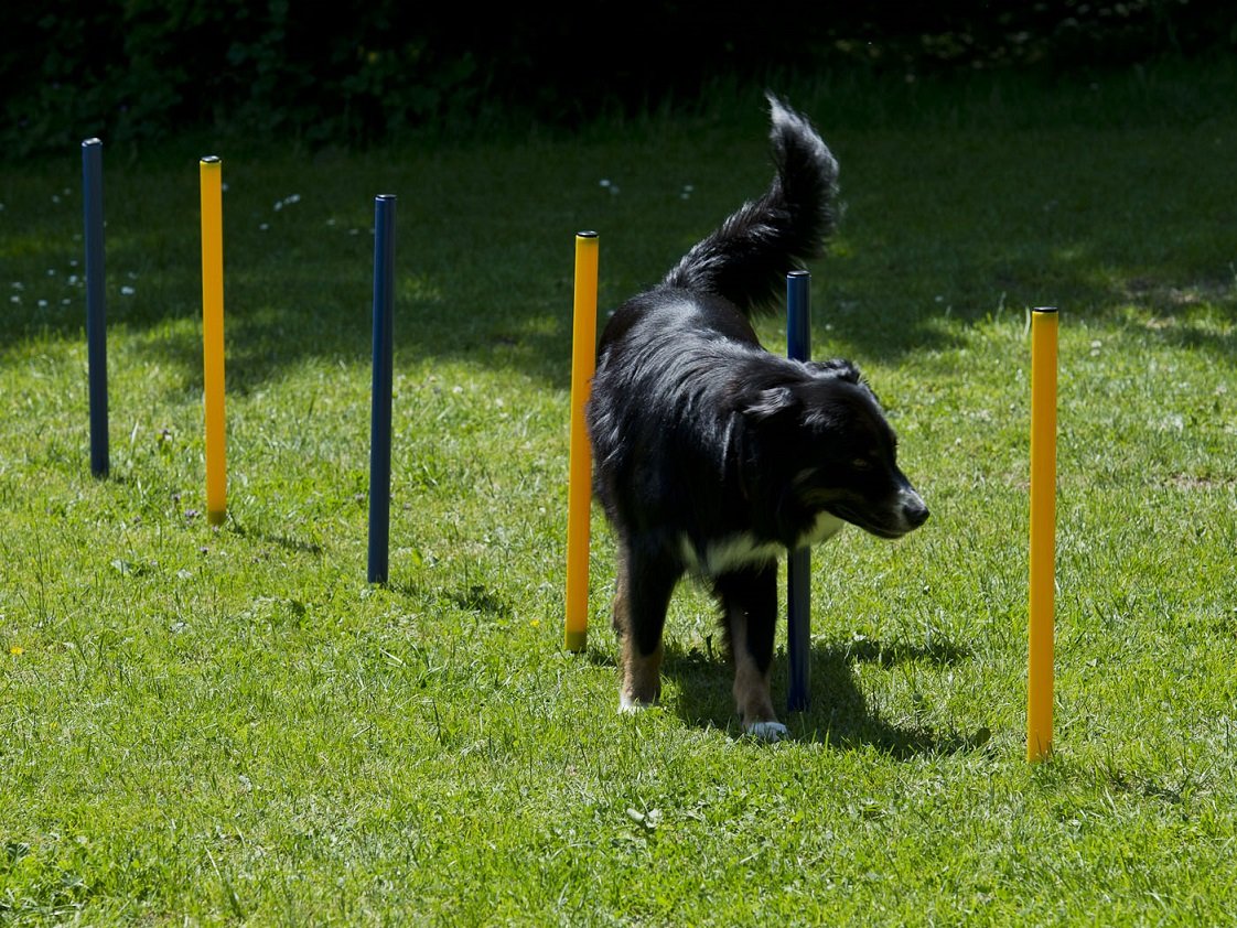 lemodo-hundetrainings-set-agility-starter-set-mit-tunnel-stangen-und-h-rde image 2