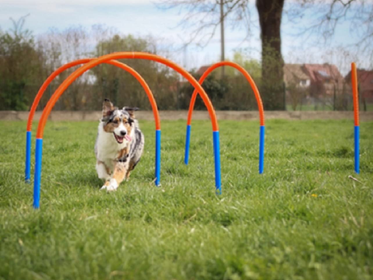 lemodo-hoopers-set-mit-4-b-gen-agility-set-mit-tasche image 4