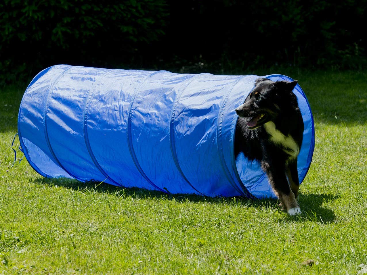 lemodo-nativ-agility-set-hunde-einsteiger-set-mit-h-rde-tunnel-und-sprungring image 8