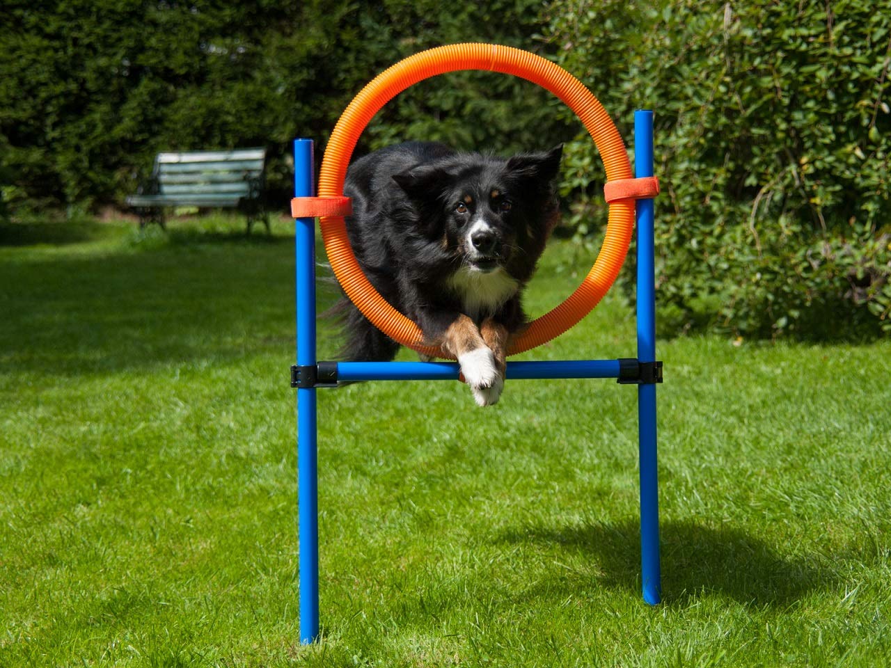 lemodo-sprungring-orange-blau-mit-tragetasche-agility-training-f-r-hunde image 1