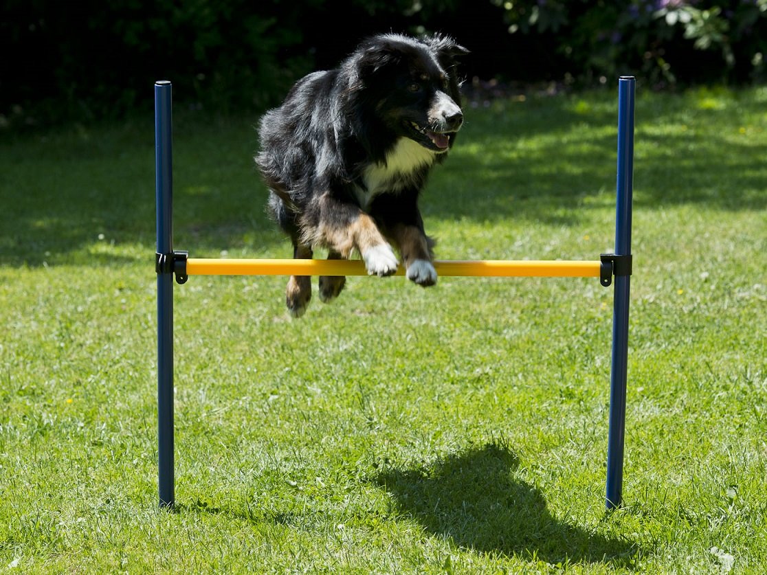 lemodo-hundetrainings-set-agility-starter-set-mit-tunnel-stangen-und-h-rde image 3