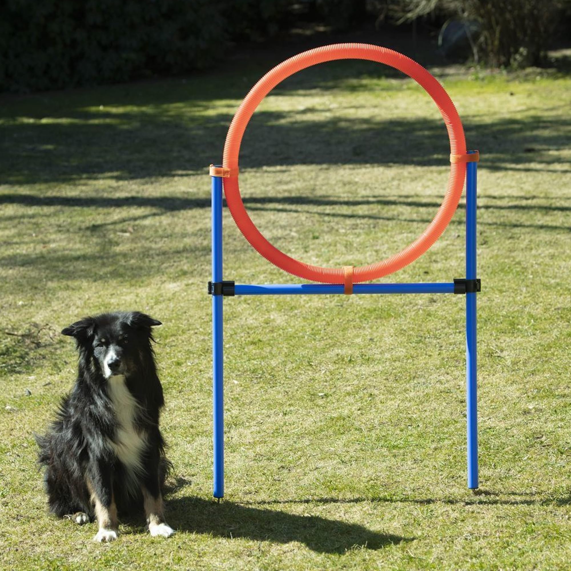 lemodo-nativ-agility-sprungring-f-r-gro-e-hunde-70-cm-h-henverstellbar image 2