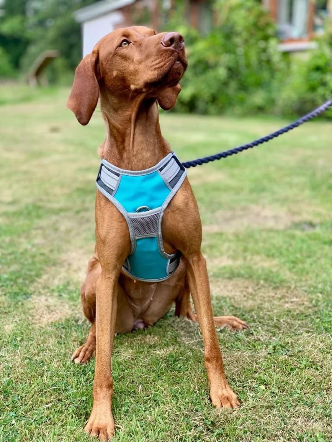 henry-wag-hundegeschirr-gr-e-l-von-lemodo image 2